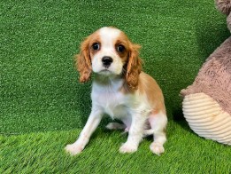 Cavalier King Charles Spaniel male Puppy for sale 000082151